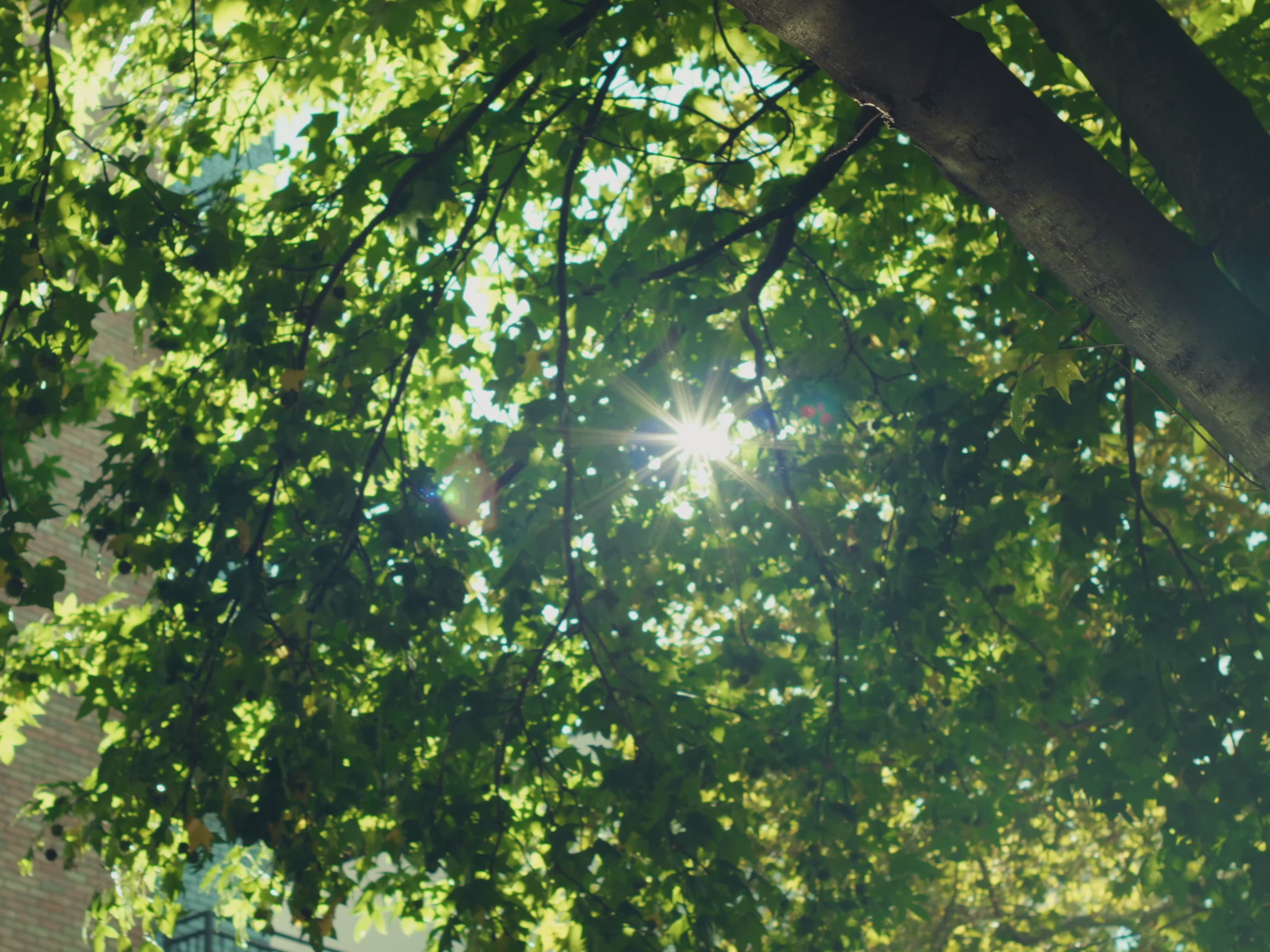 エベッツフィールド　ネイティブジャパニーズ ネイティブジャパニーズ TAKUTO着用 エベッツフィールド